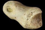 Ornithimimid Toe Bone - Alberta (Disposition #-) #96985-3
